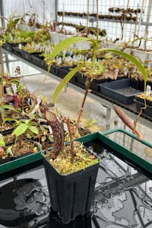 Auction | Nepenthes rigidifolia x spectabilis (Sumatra) | Andreas Wistuba | | H13448