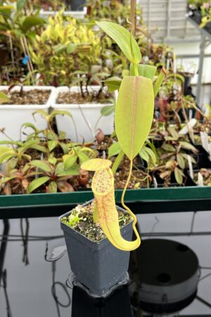Auction | Nepenthes sanguinea (f) | Exotica Plants | N13431