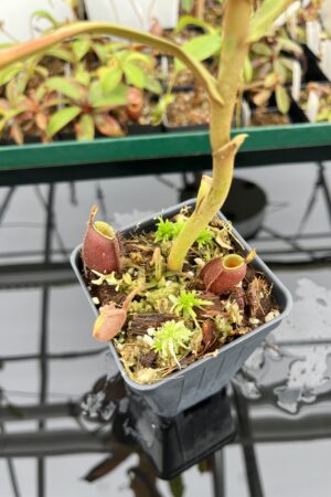 Auction | Nepenthes ampullaria ‘Black Miracle’ | Florae | Rooted Cutting | L13430