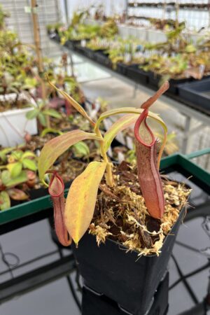 Auction | Nepenthes sanguinea | Borneo Exotics | BE-4066 | N13429