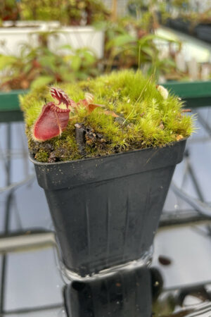 This is a close up photo of Cephalotus follicularis. This is a Tissue Culture plant propagated by Christian Klein.
