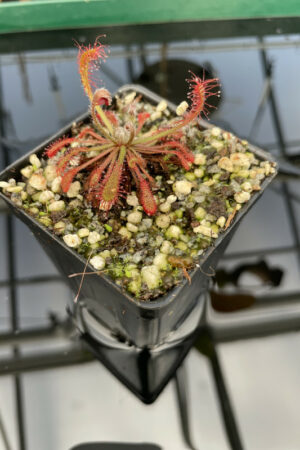 This is a close up photo of Drosera oblanceolata {true