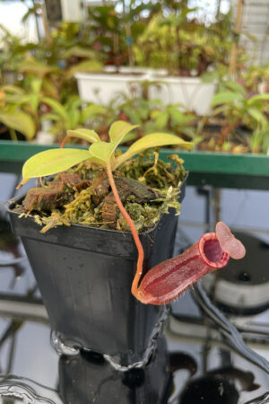 This is a close up photo of Nepenthes sibuyanensis x lowii. This is a Tissue Culture plant propagated by Borneo Exotics.