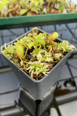 This is a close up photo of Nepenthes undulatifolia. This is a Tissue Culture plant propagated by Florae.