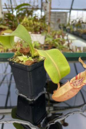 This is a close up photo of Nepenthes veitchii. This is a Tissue Culture plant propagated by Borneo Exotics.