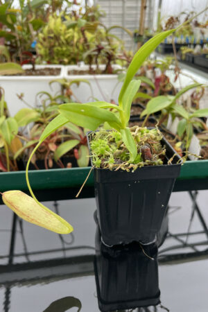 Nepenthes thorelii x aristolochioides | Exotica Plants | Rooted Cutting | N13519