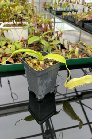 Nepenthes spathulata x hamata | Borneo Exotics | Rooted Cutting | H13541