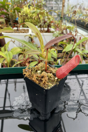 Nepenthes ventricosa x angasanensis | Exotica Plants | Rooted Cutting | N13559