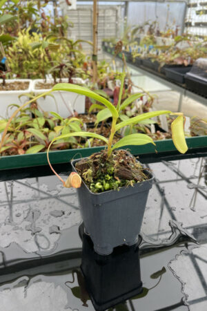 Nepenthes spathulata x dubia | Borneo Exotics | BE-3751 | Rooted Cutting | N13560