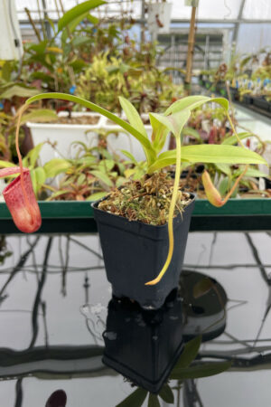 Nepenthes ventricosa x [ventricosa x (lowii x ventricosa)] | Exotica Plants | Male | Rooted Cutting | N13564