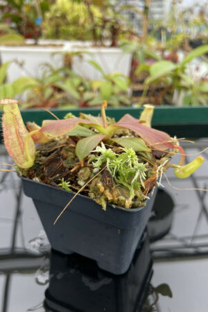 Nepenthes (veitchii x burbidgeae) x (lowii x Gothica)-‘WP’ | Florae | FC | FC-169.03 | N13607