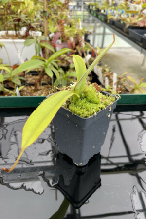 Nepenthes spectabilis Pangulaboa Male | Florae | Seed Grown | H13614