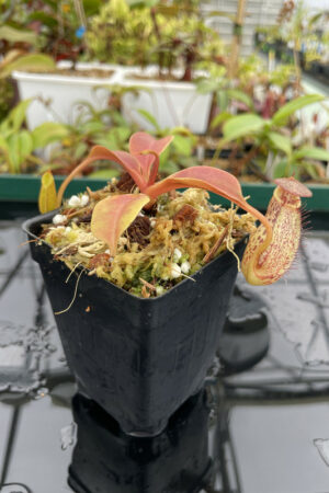 Nepenthes robcantleyi x (aristolochioides x spectabilis) | Borneo Exotics | BE-3966 | H13615