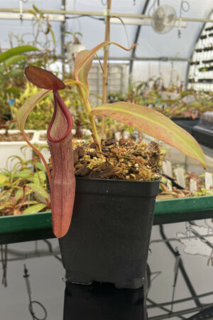 Nepenthes sanguinea | BE | BE-4066 | N13630
