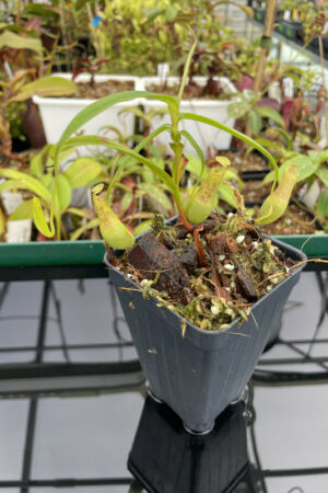 Nepenthes gracilis dark | Florae | Rooted Cutting | N13657