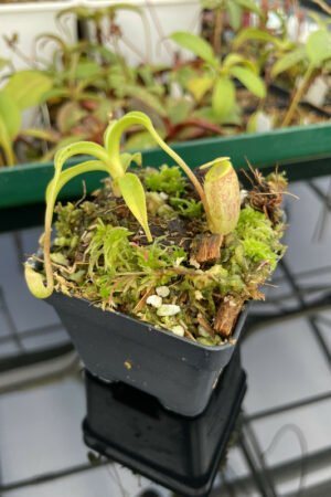 Nepenthes talangensis | BE | BE-3835 | H13708