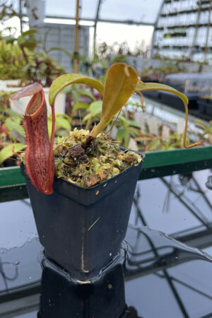 Nepenthes ramispina x singalana | Borneo Exotics | BE-3829 | H13816
