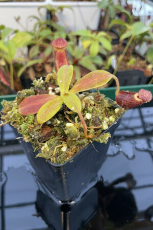 Nepenthes spectabilis x lowii | BE | BE-4524 | H13820