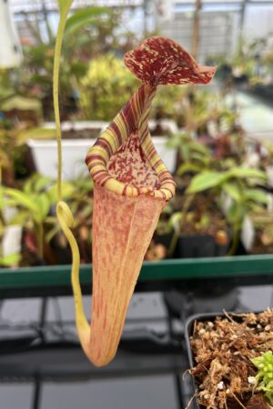 Auction | Nepenthes maxima x [(stenophylla x lowii) x (Rokko x veitchii)] | Florae | Rooted Cutting | N13713