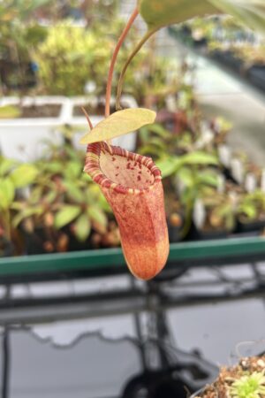Auction | Nepenthes (ventricosa x sibuyanensis) x (izumiae x trusmadiensis) - female | Florae | Rooted Cutting | N13714