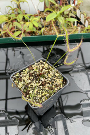 This is a close up photo of Drosera binata var. dichotoma f. extrema {Giant Plant}. This is a Tissue Culture plant propagated by Best Carnivorous Plants.
