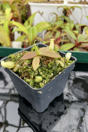 This is a close up photo of Nepenthes mapuluensis. This is a Tissue Culture plant propagated by Jeremiah Harris.
