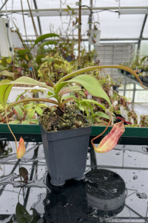 This is a close up photo of Nepenthes bokorensis Female. This is a Unknown plant propagated by Exotica Plants.
