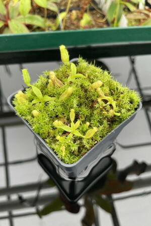 This is a close up photo of Nepenthes lingulata. This is a Tissue Culture plant propagated by Florae.