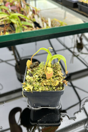 Nepenthes talangensis | BE | BE-3835 | H13896