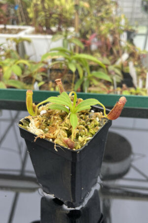 Nepenthes glandulifera x xtrusmadiensis | Florae | FC-171.03 | N13921