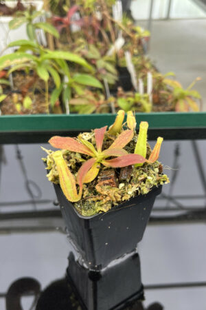 Nepenthes veitchii Murud, Striped x 'Candy' | Florae | FC-23.04 | N13922