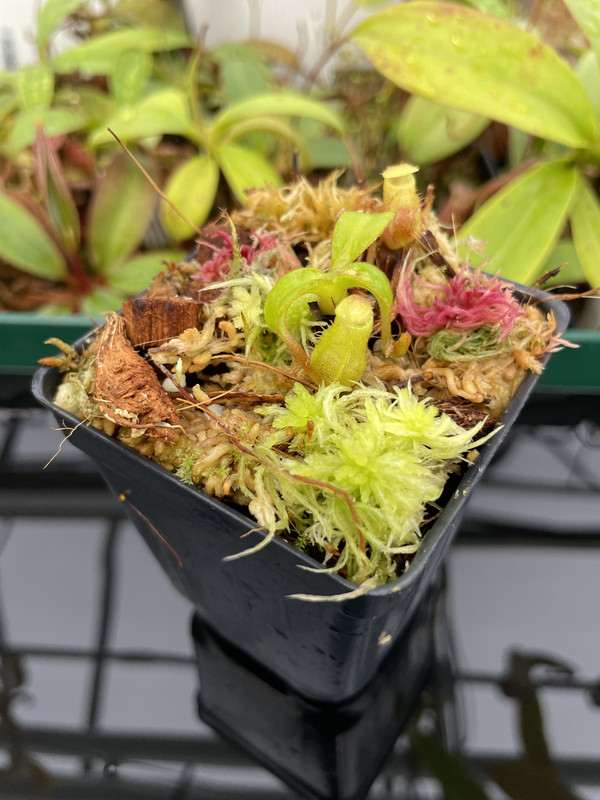 Nepenthes macrophylla (Gunung Trusmadi Borneo)(Clone:AW-N 