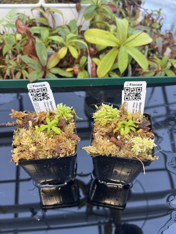 Nepenthes villosa x edwardsiana | JH | Florae | Clone 18 | Florae | 322.18 | Representative - Image 2