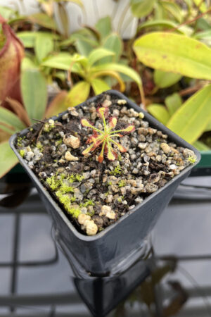 This is a close up photo of Drosera glabripes {giant}. This is a Tissue Culture plant propagated by Best Carnivorous Plants.