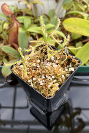 This is a close up photo of Drosera magnifica. This is a Tissue Culture plant propagated by Jeremiah Harris.