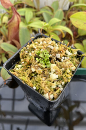 This is a close up photo of Genlisea metallica {Itacambira