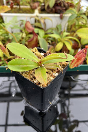 This is a close up photo of Nepenthes ampullaria x aristolochioides. This is a Tissue Culture plant propagated by Borneo Exotics.