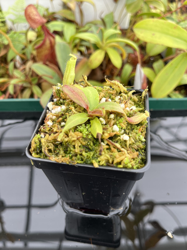 This is a wide angle photo of Nepenthes boschiana | MKS | Florae | Assorted Clones. This is a Tissue Culture plant propagated by Florae.
