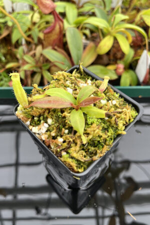 This is a close up photo of Nepenthes boschiana | MKS | Florae | Assorted Clones. This is a Tissue Culture plant propagated by Florae.