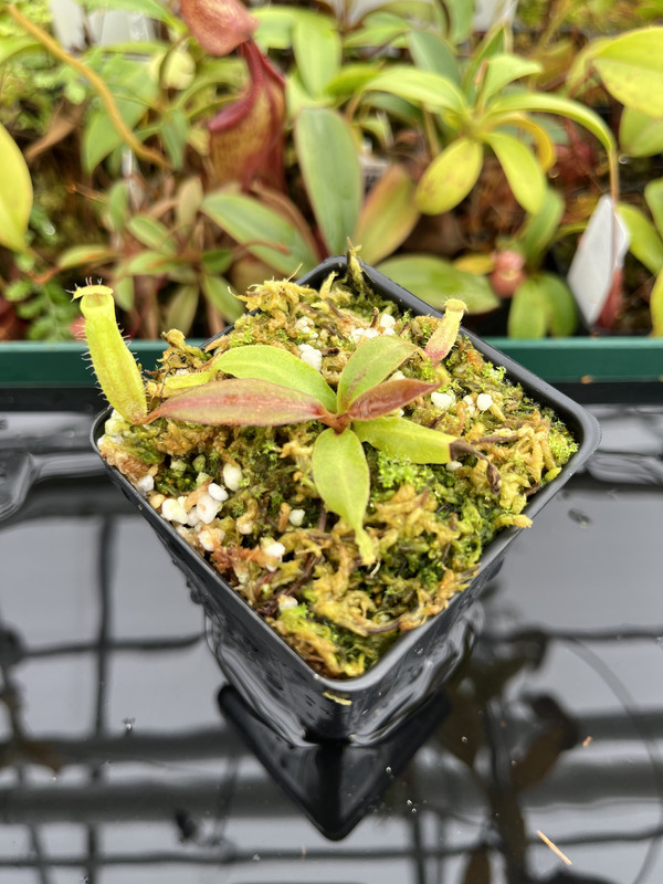 This is a close up photo of Nepenthes boschiana | MKS | Florae | Assorted Clones. This is a Tissue Culture plant propagated by Florae.
