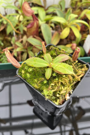 This is a close up photo of Nepenthes {[(lowii x veitchii) x boschiana] x [(veitchii x maxima) x veitchii]} x edwardsiana. This is a Tissue Culture plant propagated by Florae.