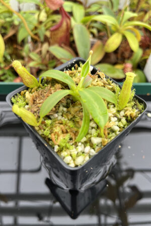 This is a close up photo of Nepenthes {[(lowii x veitchii) x boschiana] x [(veitchii x maxima) x veitchii]} x edwardsiana. This is a Tissue Culture plant propagated by Florae.