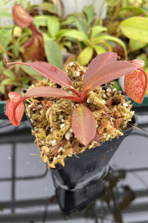 This is a close up photo of Nepenthes peltata x aristolochioides. This is a Tissue Culture plant propagated by Borneo Exotics.