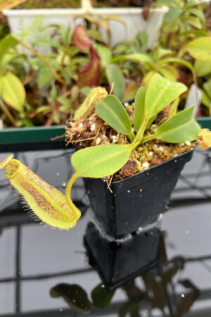 This is a close up photo of Nepenthes platychila x robcantleyi. This is a Tissue Culture plant propagated by Borneo Exotics.