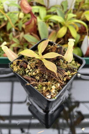 This is a close up photo of Nepenthes rafflesiana. This is a Tissue Culture plant propagated by Borneo Exotics.
