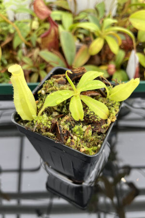 This is a close up photo of Nepenthes reinwardtiana. This is a Tissue Culture plant propagated by Borneo Exotics.