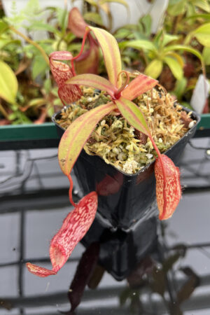 This is a close up photo of Nepenthes spectabilis x ventricosa. This is a Tissue Culture plant propagated by Borneo Exotics.