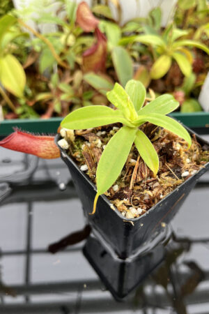 This is a close up photo of Nepenthes ventricosa x hamata. This is a Tissue Culture plant propagated by Borneo Exotics.