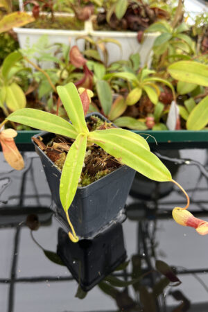 This is a close up photo of Nepenthes ventricosa. This is a Tissue Culture plant propagated by Borneo Exotics.
