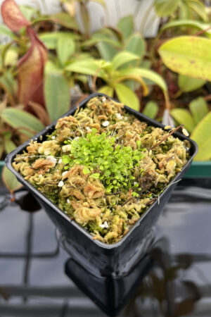 This is a close up photo of Utricularia sandersonii 'Blue'. This is a Basal Division plant propagated by Florae.